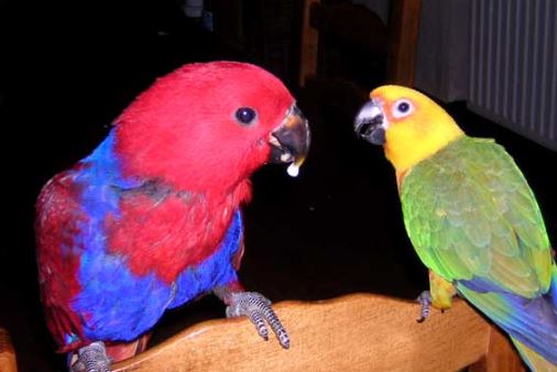 virus del papiloma aviar en loros