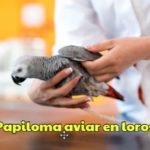 virus del papiloma aviar en los loros como evitarlo, diagnóstico y prevención