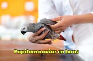 virus del papiloma aviar en los loros como evitarlo, diagnóstico y prevención