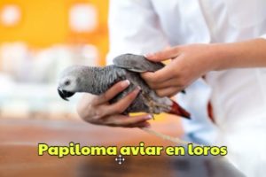 virus del papiloma aviar en los loros como evitarlo, diagnóstico y prevención