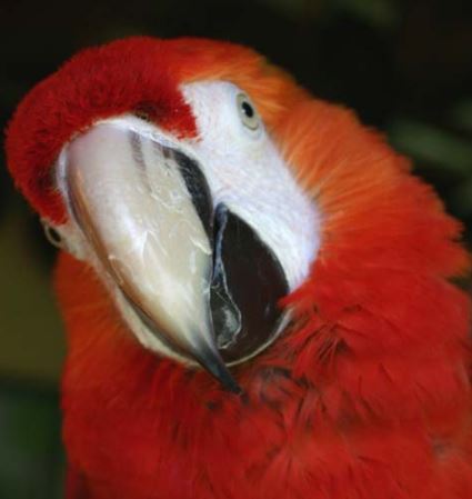 virus en loros