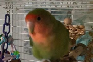 clinica veterinaria de animales exoticos en málaga