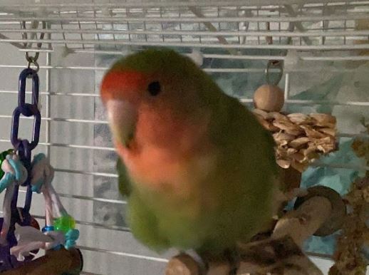 clinica veterinaria de animales exoticos en málaga