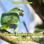 como bajar a un loro o perico de un árbol, bajar a un cotorro de un árbol