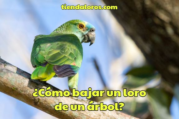 como bajar a un loro o perico de un árbol, bajar a un cotorro de un árbol