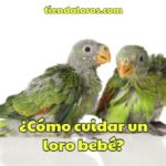 cuidados de loros bebes, como cuidar un loro bebe, que saber para el cuidado de loros recién nacidos, cuidado de cotorros pichones