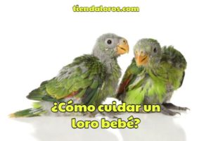 cuidados de loros bebes, como cuidar un loro bebe, que saber para el cuidado de loros recién nacidos, cuidado de cotorros pichones