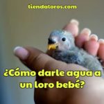 como darle agua a un loro bebe?, darle agua a loros pichones