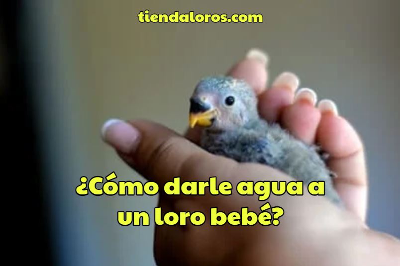 como darle agua a un loro bebe?, darle agua a loros pichones