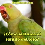 como se llama el sonido de los pericos, como es el nombre del sonido que hacen los loros