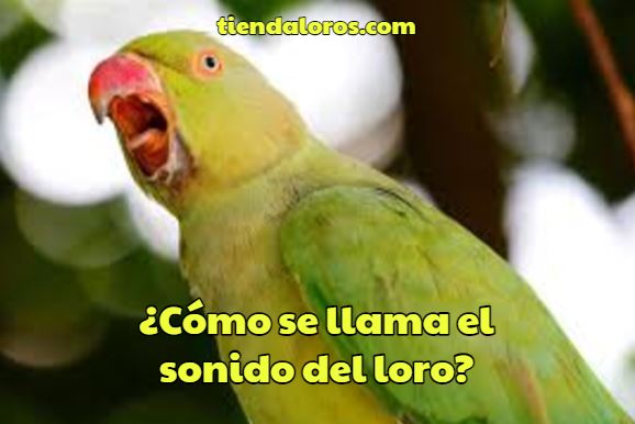 como se llama el sonido de los pericos, como es el nombre del sonido que hacen los loros