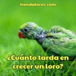 cuanto tardan en crecer los loros, crecimiento de los loros