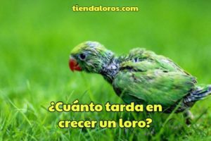 cuanto tardan en crecer los loros, crecimiento de los loros