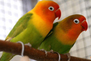 agapornis cantando, videos de agapornis cantando, melodia de agapornis cantando y haciendo ruido