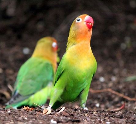 canto de agapornis hembra