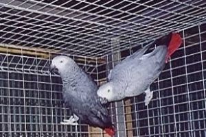 como aparear dos loros yacos