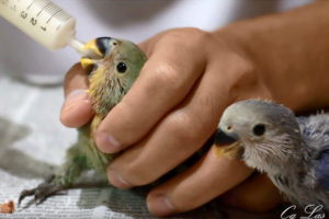 como cuidar agapornis papilleros