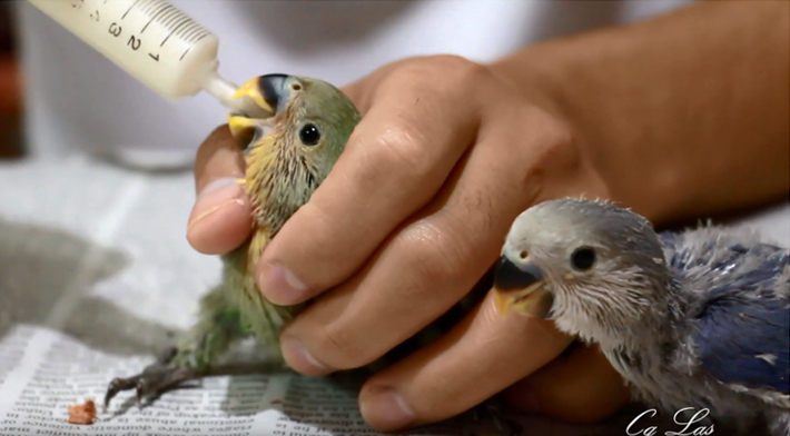 como cuidar agapornis papilleros