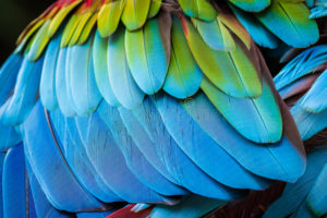 como cuidar el plumaje de los loros