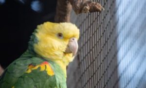 como desestresar a tu loros