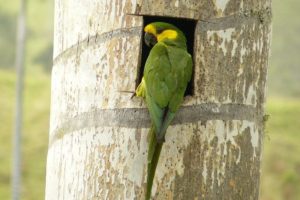 como evitar la extinción de los loros