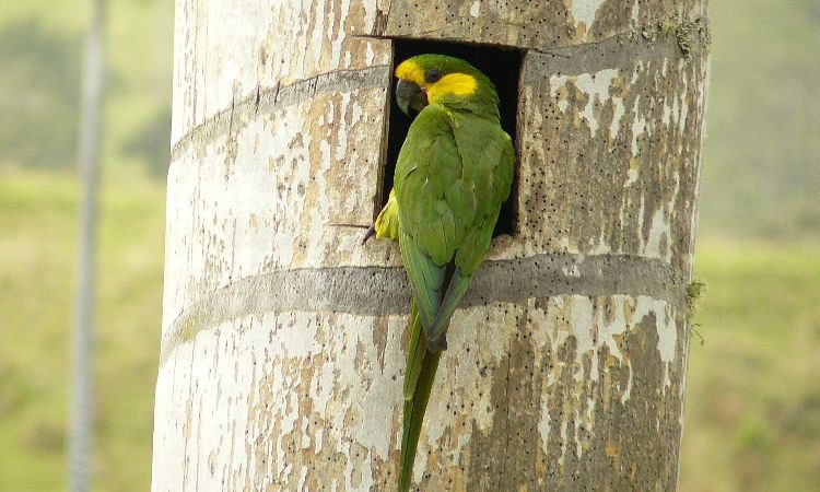 como evitar la extinción de los loros