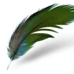 como hacer crecer las plumas de tu loro