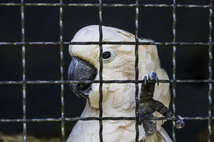 como hacer que un loro salga de su jaula