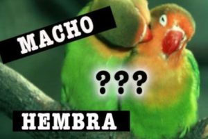 como saber el sexo de los agapornis como saber si es macho o hembra los inseparables