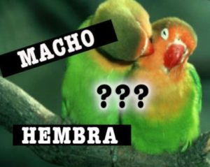 como saber el sexo de los agapornis como saber si es macho o hembra los inseparables