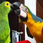 loros y guacamayas, diferencias entre loros y guacamayos