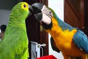 loros y guacamayas, diferencias entre loros y guacamayos