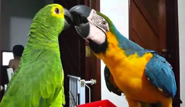 loros y guacamayas, diferencias entre loros y guacamayos