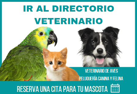 directorio veterinario, mejores veterinarios de españa, chile y méxico, tiendaloros, información sobre loros