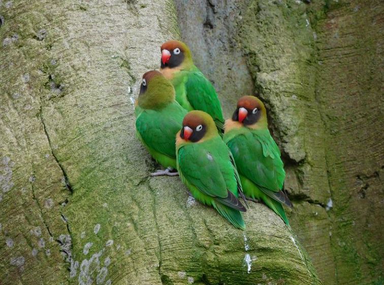 foto de grupo de agapornis en la naturaleza