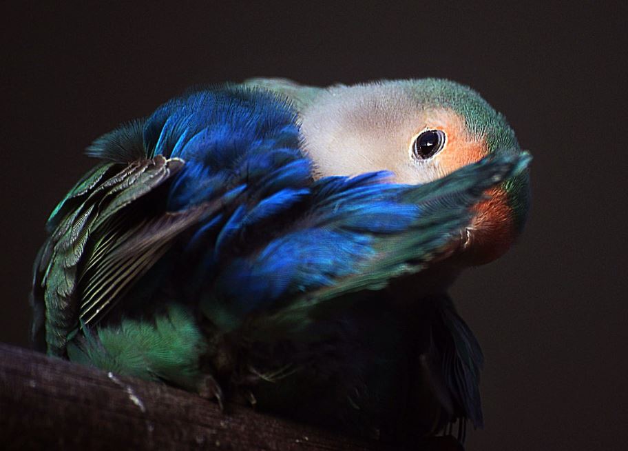 foto de un lindo y tierno agapornis