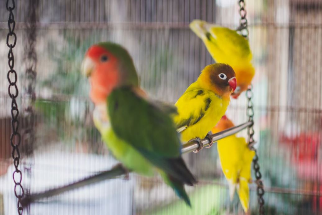 fotos de agaporni inseparables tortolitos pajaros del amor