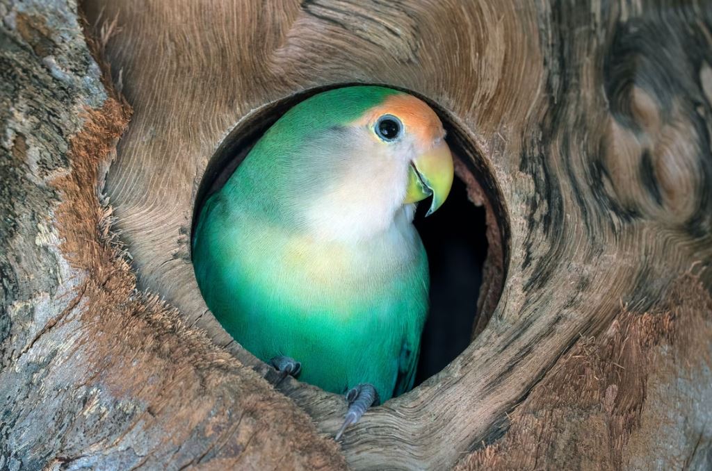 fotos de agapornis bonitos