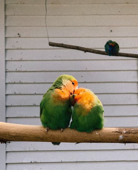 fotos de pajaros agapornis