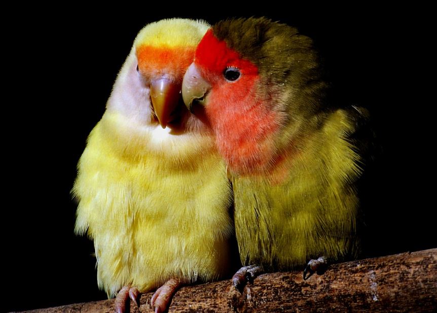 fotos de pajaros del amor