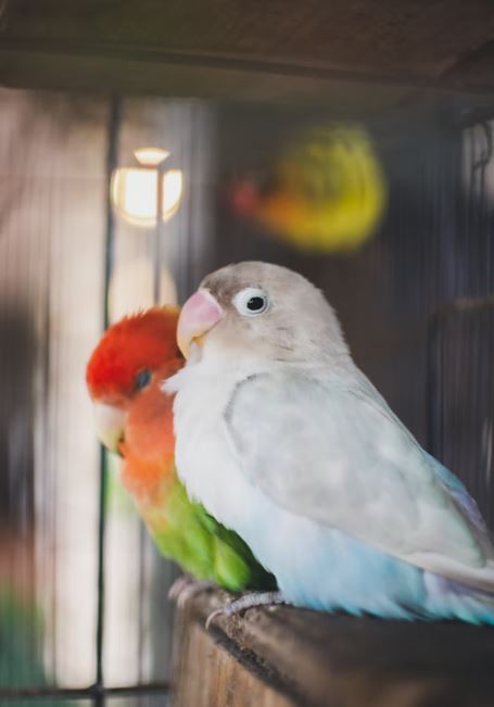 fotos de parejas de agapornis