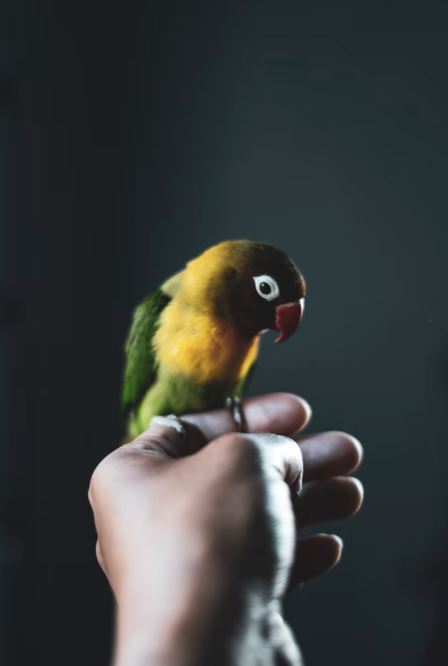 fotos lindas de agapornis