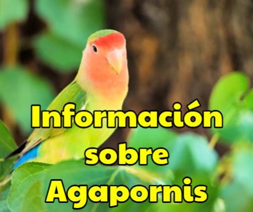 información sobre los agapornis o inseparables todo lo que necesitas saber