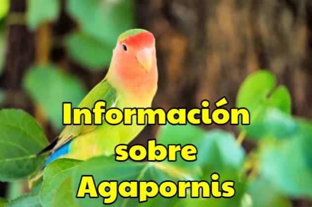 información sobre los agapornis o inseparables todo lo que necesitas saber