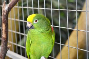 las jaulas para loros pueden ser de plástico