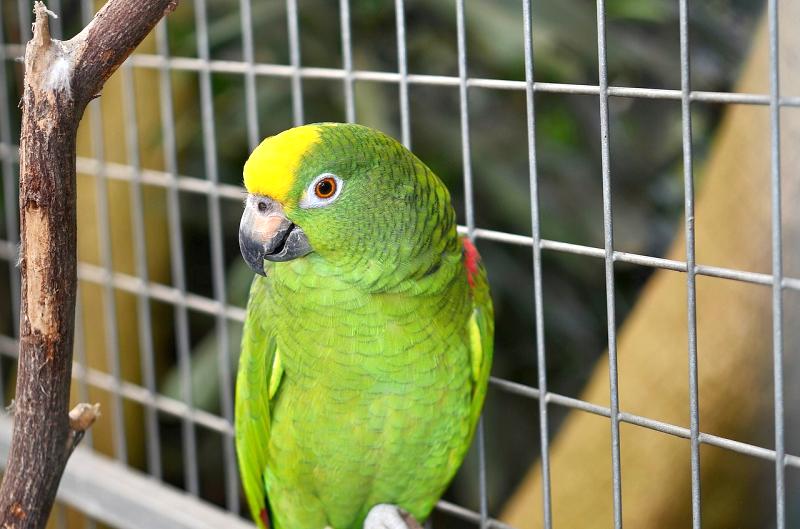 las jaulas para loros pueden ser de plástico