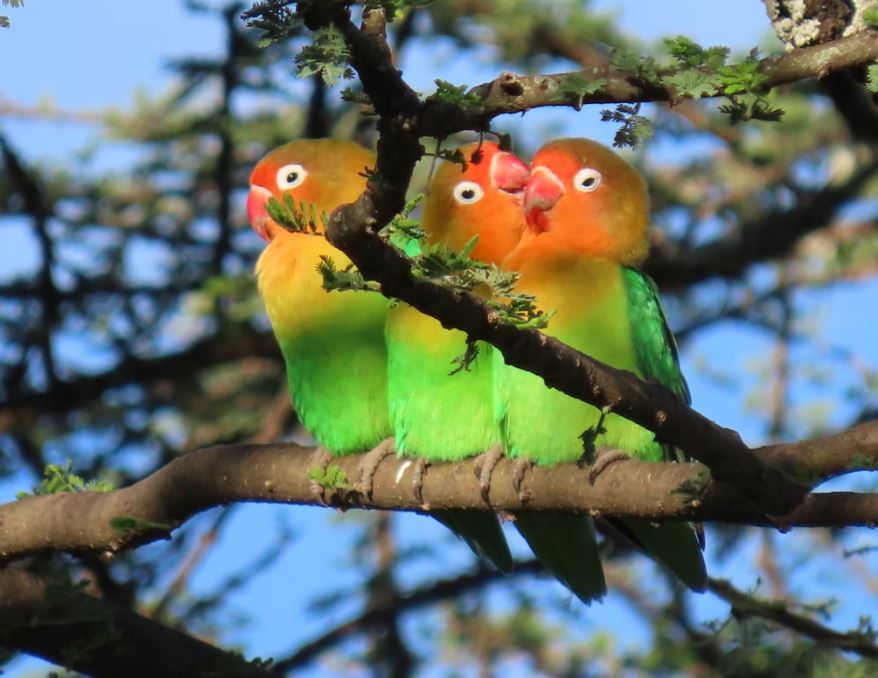 mejores fotos de agapornis