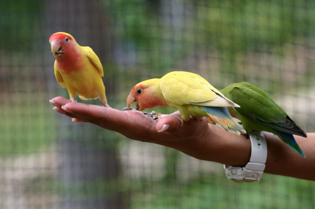 mejores fotos de inseparables