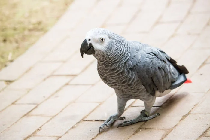 que hacer para que un loro nunca se escape