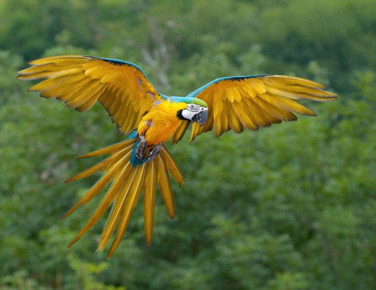 relación entre la especiación de los loros con su hábitat